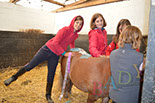 Badyhoeve van 3kinderen en de hond Djackson