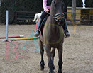Badyhoeve is een terrein dat tot 3kinderen en hun pony's met de hond Djackson behoort.