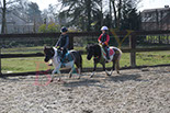 Badyhoeve is een terrein dat tot 3kinderen en hun pony's met de hond Djackson behoort.