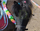 Badyhoeve is een terrein dat tot 3kinderen en hun pony's met de hond Djackson behoort.
