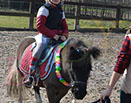 Badyhoeve is een terrein dat tot 3kinderen en hun pony's met de hond Djackson behoort.