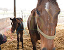 Badyhoeve is een terrein dat tot 3kinderen en hun pony's met de hond Djackson behoort.