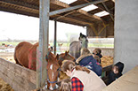 Badyhoeve is een terrein dat tot 3kinderen en hun pony's met de hond Djackson behoort.