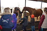 Badyhoeve is een terrein dat tot 3kinderen en hun pony's met de hond Djackson behoort.