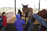 Badyhoeve is een terrein dat tot 3kinderen en hun pony's met de hond Djackson behoort.
