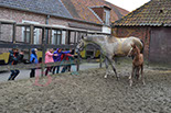 Badyhoeve is een terrein dat tot 3kinderen en hun pony's met de hond Djackson behoort.