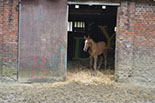 Badyhoeve is een terrein dat tot 3kinderen en hun pony's met de hond Djackson behoort.