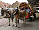 Badyhoeve is een terrein dat tot 3kinderen en hun pony's met de hond Djackson behoort.