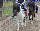 Badyhoeve is een terrein dat tot 3kinderen en hun pony's met de hond Djackson behoort.