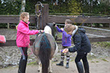 Badyhoeve is een terrein dat tot 3kinderen en hun pony's met de hond Djackson behoort.