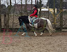 Badyhoeve is een terrein dat tot 3kinderen en hun pony's met de hond Djackson behoort.