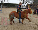 Badyhoeve is een terrein dat tot 3kinderen en hun pony's met de hond Djackson behoort.
