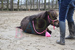 Badyhoeve is een terrein dat tot 3kinderen en hun pony's met de hond Djackson behoort.