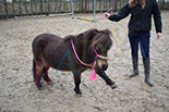 Badyhoeve is een terrein dat tot 3kinderen en hun pony's met de hond Djackson behoort.