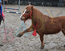 Badyhoeve is een terrein dat tot 3kinderen en hun pony's met de hond Djackson behoort.