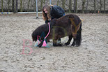 Badyhoeve is een terrein dat tot 3kinderen en hun pony's met de hond Djackson behoort.
