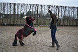 Badyhoeve is een terrein dat tot 3kinderen en hun pony's met de hond Djackson behoort.