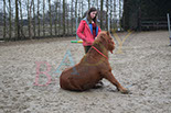Badyhoeve is een terrein dat tot 3kinderen en hun pony's met de hond Djackson behoort.