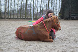 Badyhoeve is een terrein dat tot 3kinderen en hun pony's met de hond Djackson behoort.