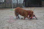 Badyhoeve is een terrein dat tot 3kinderen en hun pony's met de hond Djackson behoort.