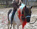 Badyhoeve is een terrein dat tot 3kinderen en hun pony's met de hond Djackson behoort.
