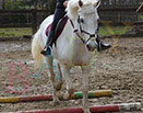 Badyhoeve is een terrein dat tot 3kinderen en hun pony's met de hond Djackson behoort.
