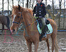 Badyhoeve is een terrein dat tot 3kinderen en hun pony's met de hond Djackson behoort.