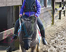 Badyhoeve is een terrein dat tot 3kinderen en hun pony's met de hond Djackson behoort.