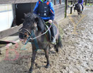 Badyhoeve is een terrein dat tot 3kinderen en hun pony's met de hond Djackson behoort.