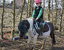 Badyhoeve is een terrein dat tot 3kinderen en hun pony's met de hond Djackson behoort.