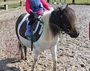 Badyhoeve is een terrein dat tot 3kinderen en hun pony's met de hond Djackson behoort.