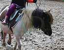 Badyhoeve is een terrein dat tot 3kinderen en hun pony's met de hond Djackson behoort.