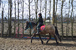 Badyhoeve is een terrein dat tot 3kinderen en hun pony's met de hond Djackson behoort.