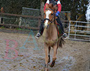 Badyhoeve is een terrein dat tot 3kinderen en hun pony's met de hond Djackson behoort.