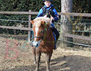 Badyhoeve is een terrein dat tot 3kinderen en hun pony's met de hond Djackson behoort.