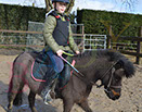 Badyhoeve is een terrein dat tot 3kinderen en hun pony's met de hond Djackson behoort.