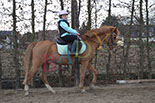 Badyhoeve is een terrein dat tot 3kinderen en hun pony's met de hond Djackson behoort.