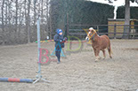 Badyhoeve is een terrein dat tot 3kinderen en hun pony's met de hond Djackson behoort.