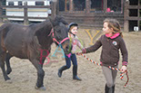 Badyhoeve is een terrein dat tot 3kinderen en hun pony's met de hond Djackson behoort.