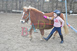 Badyhoeve is een terrein dat tot 3kinderen en hun pony's met de hond Djackson behoort.