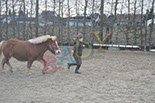Badyhoeve is een terrein dat tot 3kinderen en hun pony's met de hond Djackson behoort.