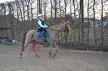 Badyhoeve is een terrein dat tot 3kinderen en hun pony's met de hond Djackson behoort.