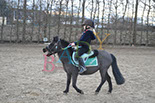 Badyhoeve is een terrein dat tot 3kinderen en hun pony's met de hond Djackson behoort.