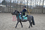 Badyhoeve is een terrein dat tot 3kinderen en hun pony's met de hond Djackson behoort.