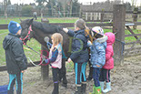 Badyhoeve is een terrein dat tot 3kinderen en hun pony's met de hond Djackson behoort.