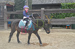 Badyhoeve is een terrein dat tot 3kinderen en hun pony's met de hond Djackson behoort.