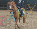 Badyhoeve is een terrein dat tot 3kinderen en hun pony's met de hond Djackson behoort.