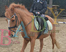 Badyhoeve is een terrein dat tot 3kinderen en hun pony's met de hond Djackson behoort.