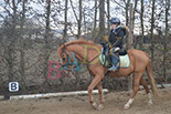 Badyhoeve is een terrein dat tot 3kinderen en hun pony's met de hond Djackson behoort.