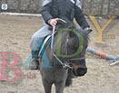 Badyhoeve is een terrein dat tot 3kinderen en hun pony's met de hond Djackson behoort.